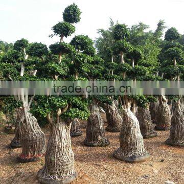 Decoration indoor house plants sale ficus big trees