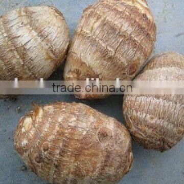 Chinese fresh taro root at low price