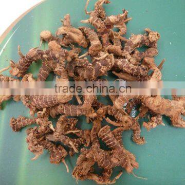 Guangdong Natural Galangal Roots