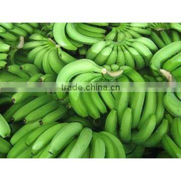 Fresh Cavendish Banana From Tamilnadu photo-2