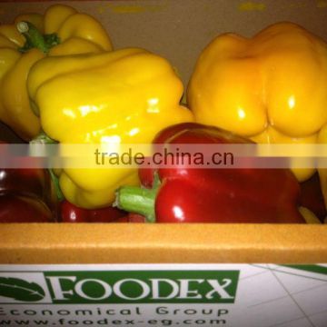 Fresh Style Bell Pappers, Fresh Capsicums(REd, Yellow, Orange) with sweet flavor