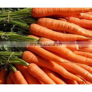 FRESH ORGANIC CARROTS WITH HIGH QUALITY