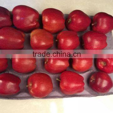 2016 New Crop New Season Huaniu Apple Fresh Apple China Gansu Tianshui Apple photo-4