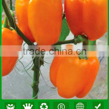 ASP051 Dianhua disease resistant orange bell pepper seeds supplier