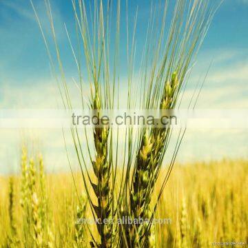 Pesticide Mepiquat Chloride photo-4