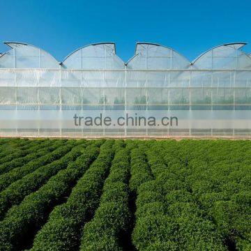 Used Greenhouse Natural Ventilation Greenhouses for Sale