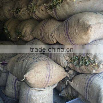 Cinnamon Herb photo-3