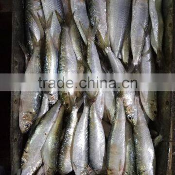 Frozen W/R Sardine Fish photo-2