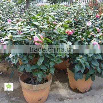 Camellia japonica Tree Plant