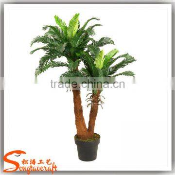 China Suppliers Small Palm Trees Cycas Revoluta Price Cycas Revoluta photo-2