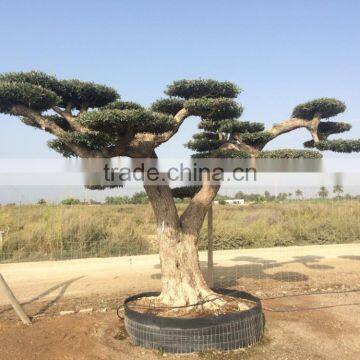 Pompon Olive Tree - Olea Europaea Pom Pon Centenary photo-4