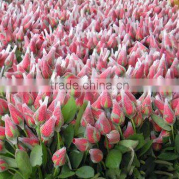 Rose Flower Protective Bud Netting photo-2