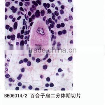 plant meiosis prepared microscope slides/educational slides/biological slides