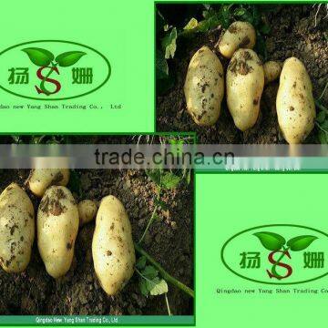 (HOT) Fresh Potato china food manufacturer