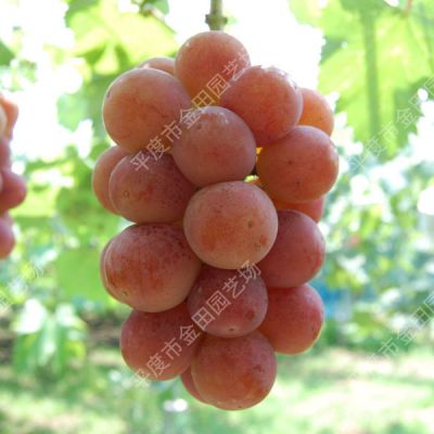 Queen Nina grape seedless fresh fruit