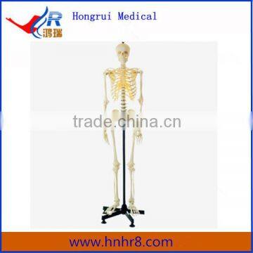 Human 85cm Plastic Whole Body Skeleton Model