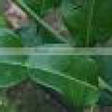 Organic Fresh Kaffir Lime Leaves Grade A photo-2