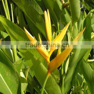 wholesale the Top quality Strelitzia reginae and other fresh cut Roses with Low price