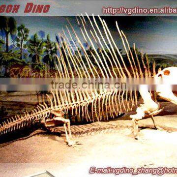 VGS-205 Exhibition life size dinosaur skeleton dinosaur 3d model