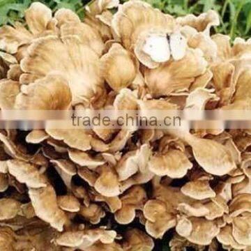 Maitake Mushroom Extract