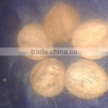 Husked Coconuts photo-5