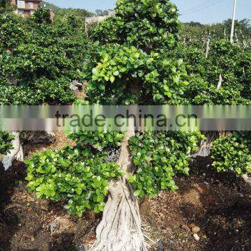 Large ornamental ficus tree