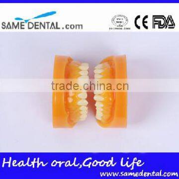 Double-Color Dentition Model School Education Teaching Model
