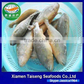 Frozen Seafood Frozen Yellow Croaker, Yellow Croaker Fish Price photo-3