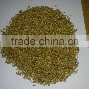 Fresh Coriander photo-5