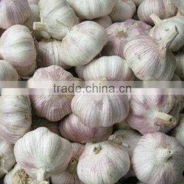 white garlic 5cm