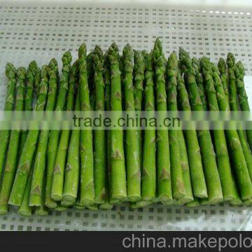 Fresh Frozen asparagus