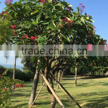 Red Flower Plumeria Rubra L. Cv. Acutifolia