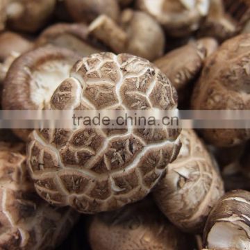 Top Quality Shiitake Mushroom Extract Powder