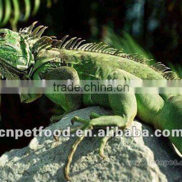 Fish Food Pet Food Dried Shrimp Reptiles Food photo-4