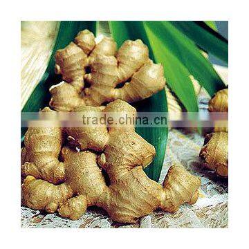 100% Natural Quality of Ginger Oil