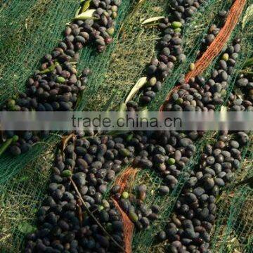 Agriculture HDPE Olive Collection Net