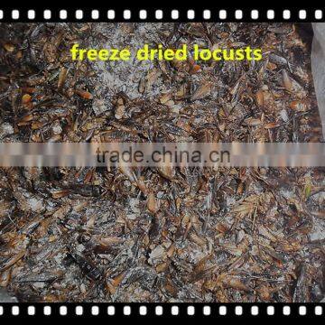 High Protein Microwave Dried Crickets photo-6