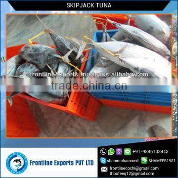 FRESH FROZEN SKIPJACK TUNA WHOLE ROUND photo-3