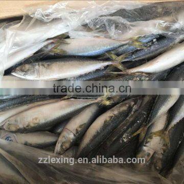 frozen fish pacific mackerel