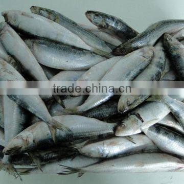 Frozen Fish Frozen Sardine 70