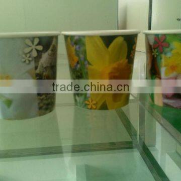 Paper Cup Flower,Growing Cup,Seed In Cup.