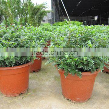 Zanthoxylum Odorum Flavor Shrub Tree