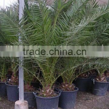 Phoenix Canariensis From 80/100 in 5 Liters Pot photo-2