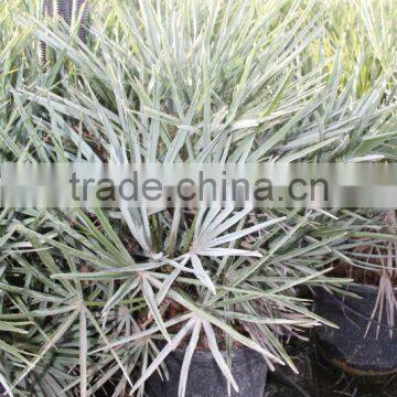 Chamaerops Humilis Cerifera photo-6