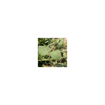 Polygonum cuspidatum P.E.