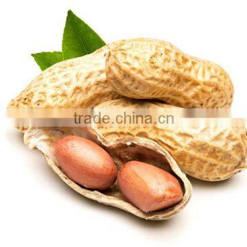 red skin peanuts 50/60 40/50/blanched peanuts/peanut in shell