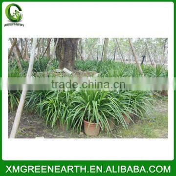 Dracaena Angustifolia