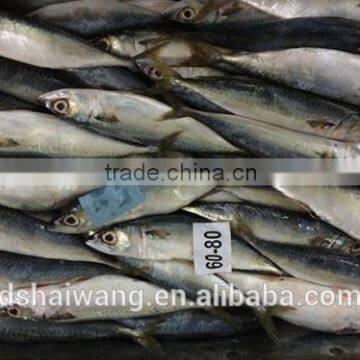 Landing Frozen Horse Mackerel With Size 60 - 80 photo-3
