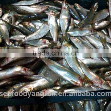 Highly quality Cheap Sardine for canning