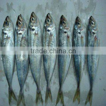 frozen pacific horse mackerel indian horse mackerel fish